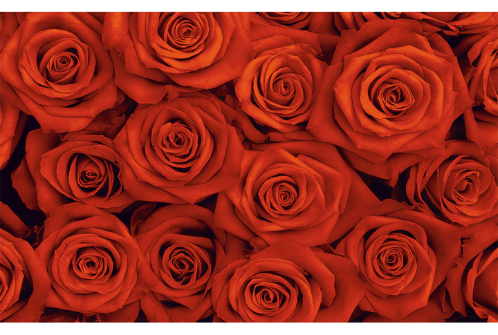 Фотообои «Большие красные розы»