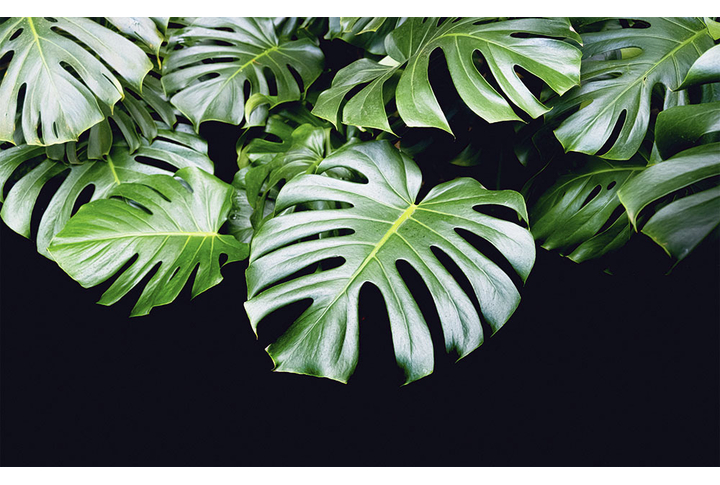 Фотообои «Листья монстеры на черном фоне»