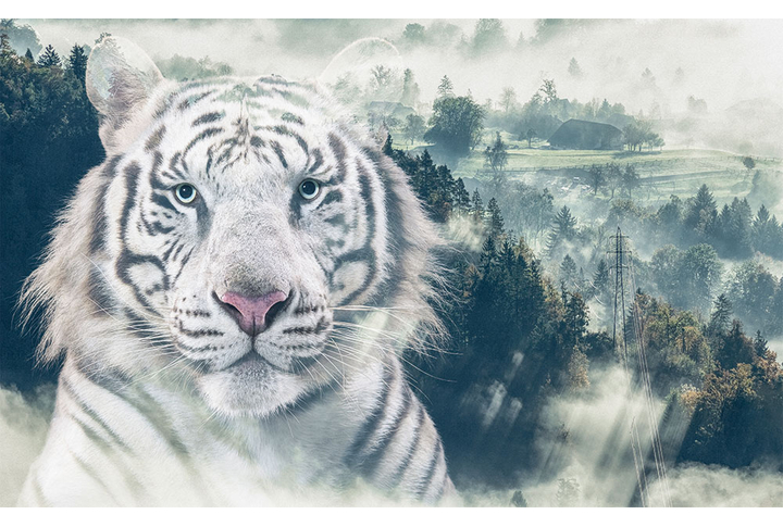 Фотообои «Тигр на фоне туманного леса»