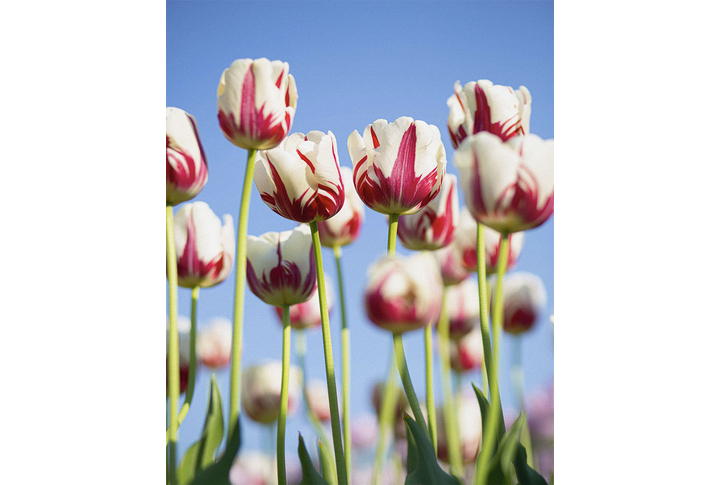 Фотообои «Тюльпаны в красно-белых тонах»