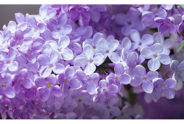 Фотообои «Цветущая сирень»