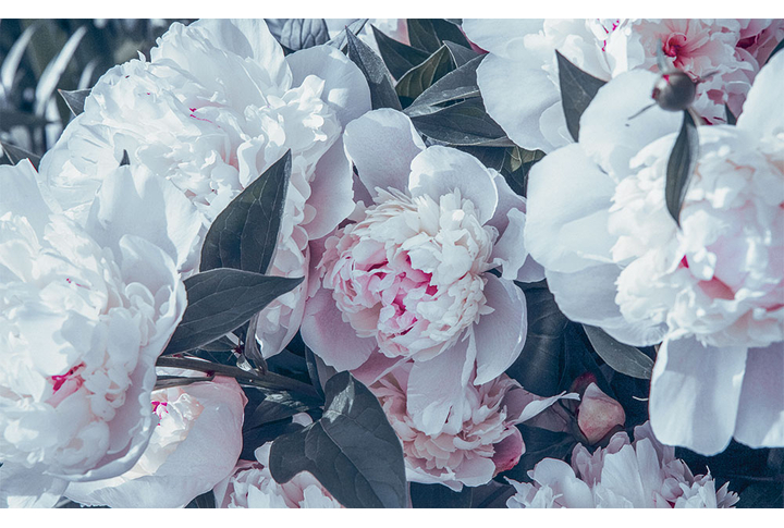 Фотообои «Цветы пионов в черно-белом»
