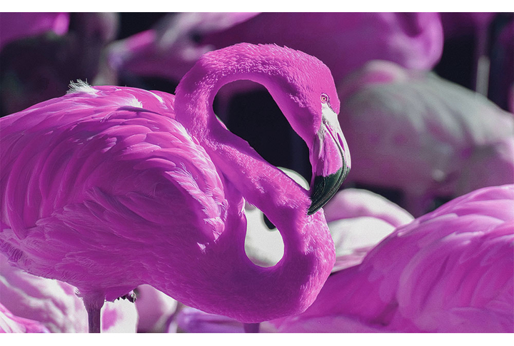 Фотообои «Ярко-розовый фламинго»