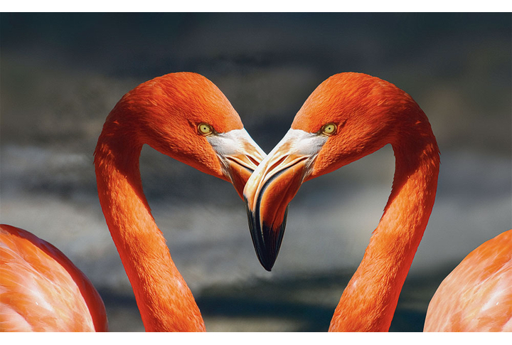 Фотообои «Влюбленные фламинго»