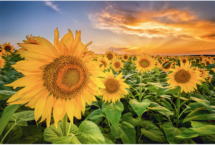 Фотообои «Закат над полем подсолнухов»