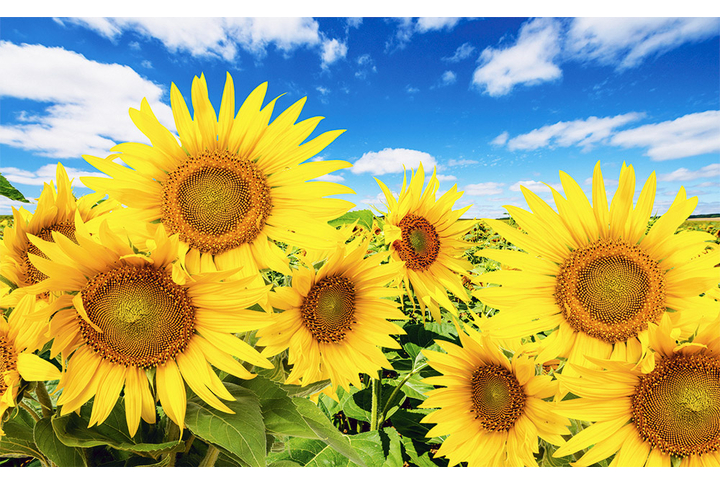 Фотообои «Яркие подсолнухи под облаками»