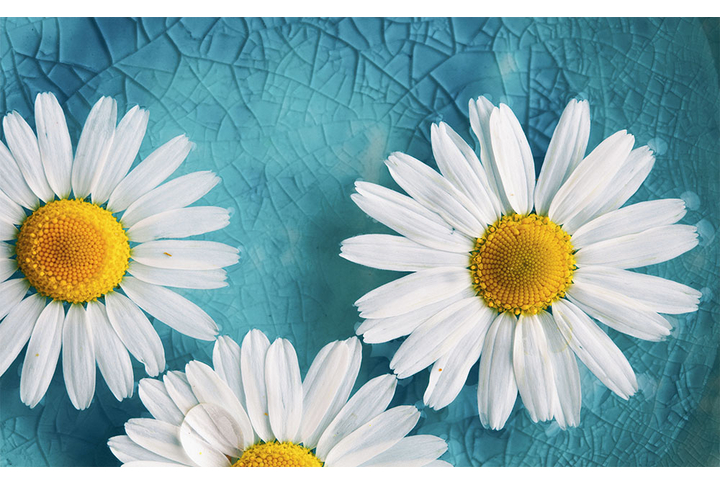 Фотообои «Ромашки на бирюзовой воде»