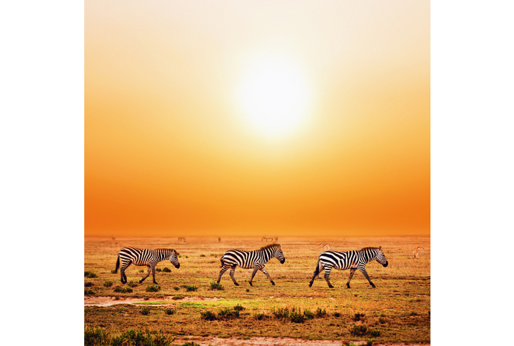 Фотообои «Зебры в саванне на закате»