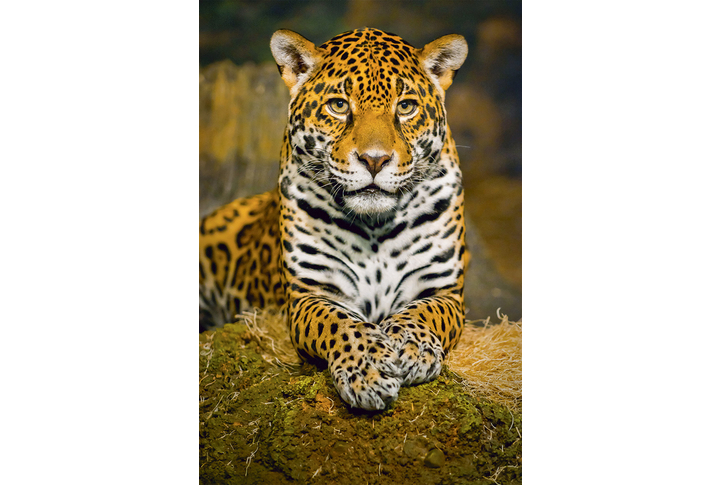 Фотообои «Леопард на камне»