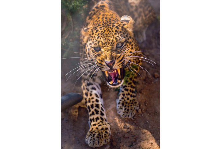 Фотообои «Рычащий леопард»