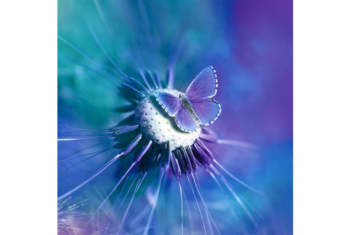 Фотообои «Бабочка и одуванчик в фиолетовых тонах»
