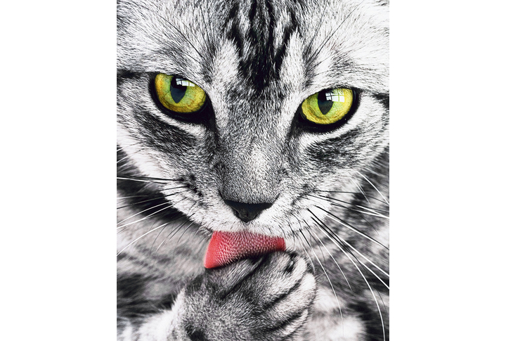 Фотообои «Кошка с желтыми глазами»