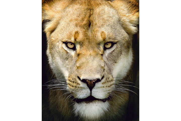 Фотообои «Суровая львица»