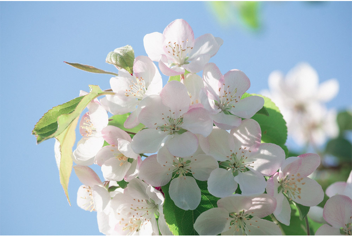 Фотообои «Яблоня на небесно-голубом фоне»