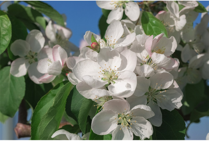 Фотообои «Яблоневый цвет»