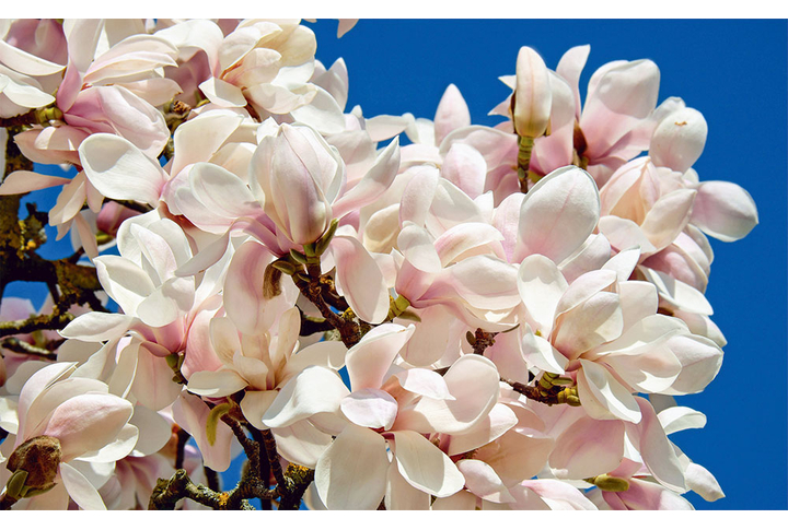 Фотообои «Цветущие ветки магнолии»