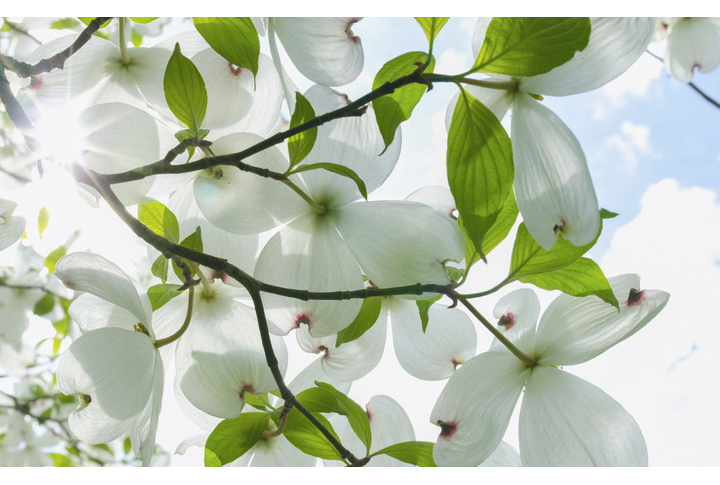 Фотообои «Солнечная магнолия»