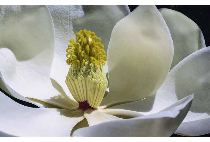 Фотообои «Большой цветок магнолии»