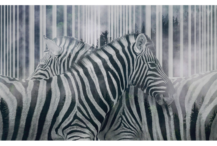 Фотообои «Зебры в стиле абстракции»
