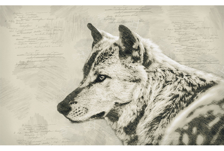 Фотообои «Волк в стиле карандашного рисунка»