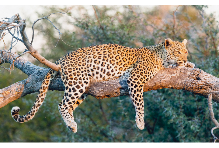Фотообои «Леопард на дереве»