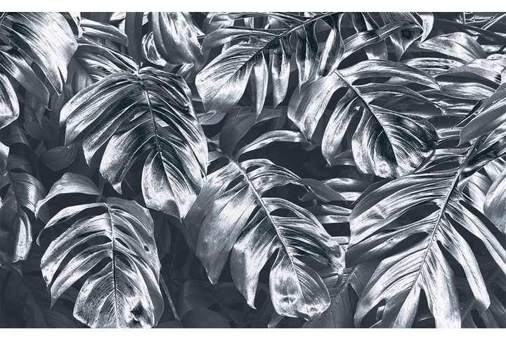 Фотообои «Серебряная монстера»