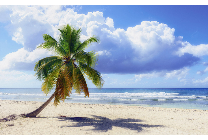 Фотообои «Одинокая пальма на берегу моря»