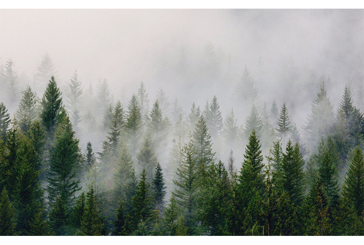 Фотообои «Туман над еловым лесом»