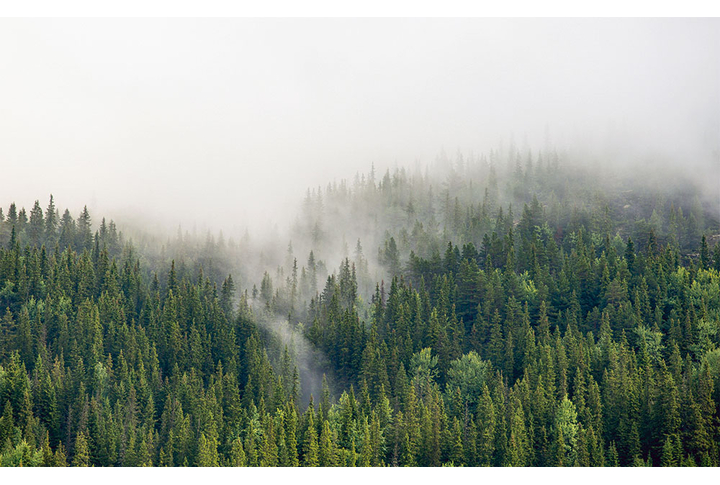Фотообои «Туман в еловом лесу»