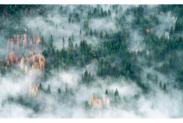 Фотообои «Туман над вершинами елового леса»