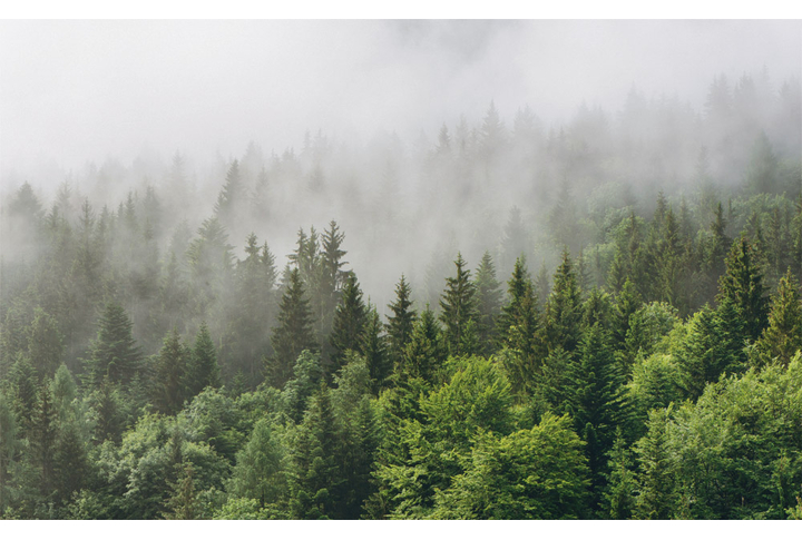 Фотообои «Ели в тумане после дождя»