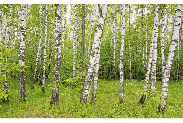Фотообои «Березовая роща летом»