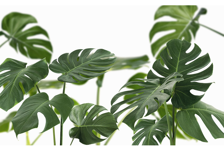 Фотообои «Монстера на белом фоне»