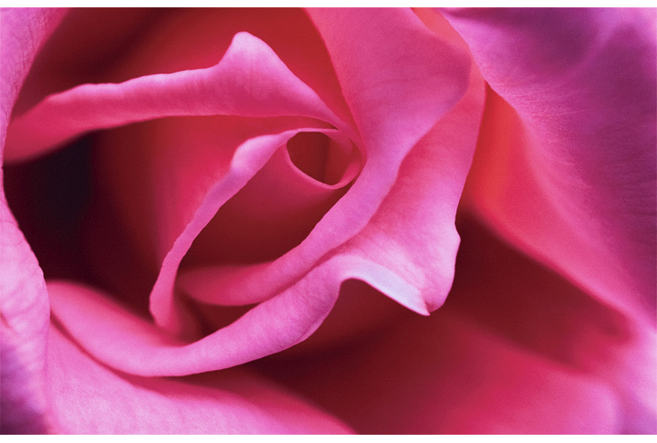 Фотообои «Роза розовая крупным планом»