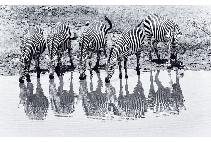 Фотообои «Зебры на водопое»