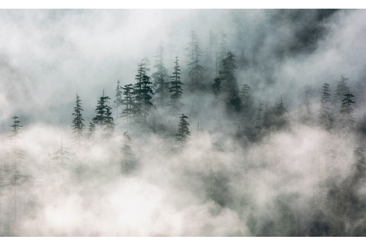 Фотообои «Горный лес»