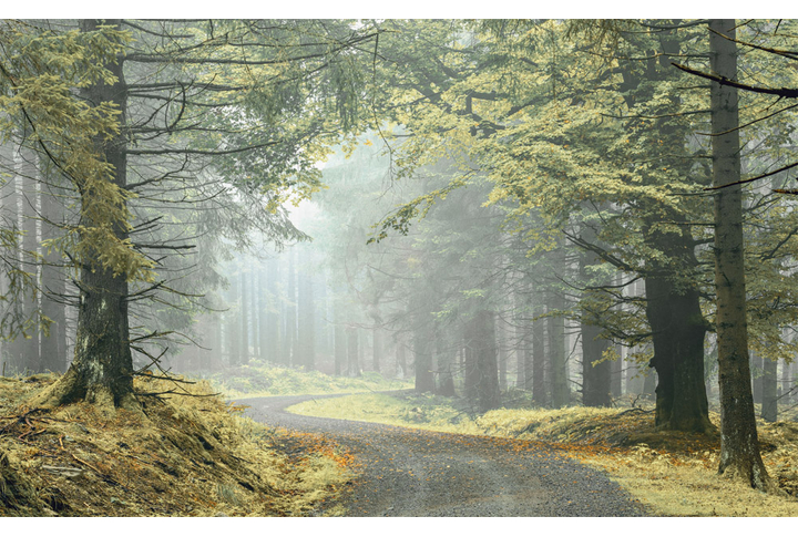 Фотообои «Дорожка через лес в тумане»
