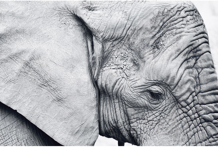 Фотообои «Слон в черно-белом»