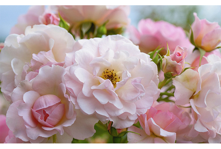 Фотообои «Розы в саду»