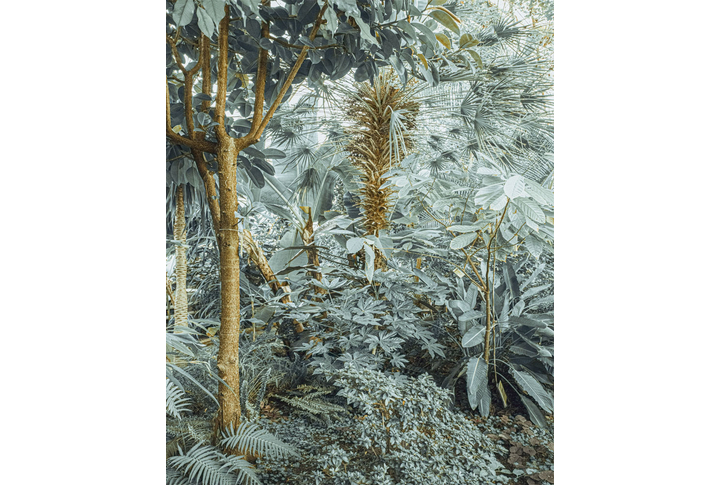 Фотообои «Тропический лес в нежных тонах»