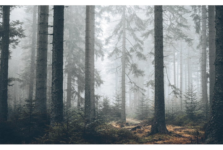 Фотообои «Таинственный лес в тумане»