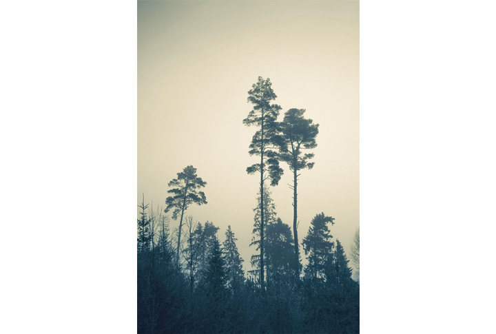 Фотообои «Темный лес в рассветном тумане»