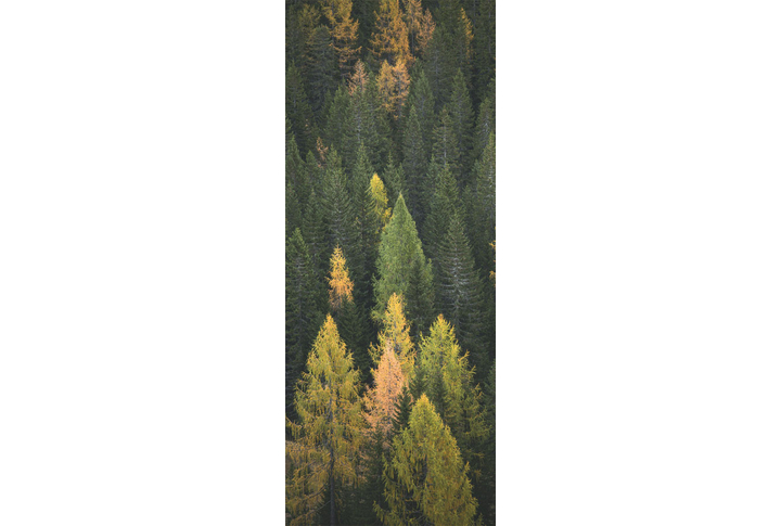 Фотообои «Хвойный лес осенью»