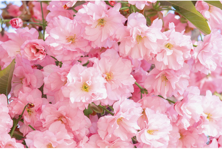 Фотообои «Сакура в нежных тонах»