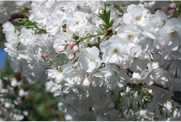 Фотообои «Белые цветы сакуры»