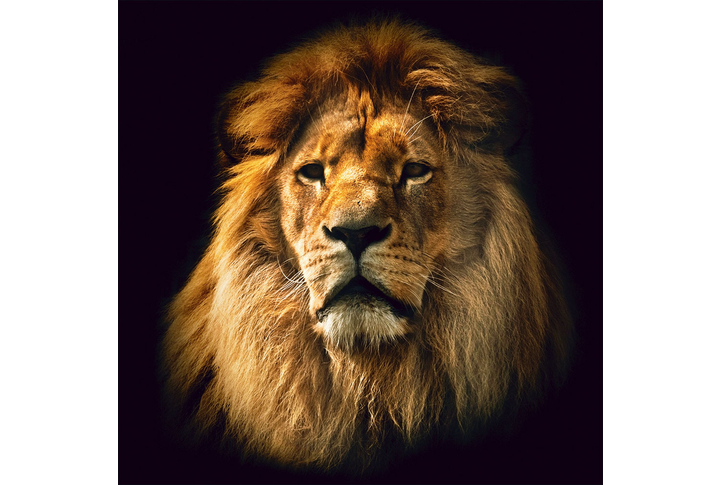 Фотообои «Лев»