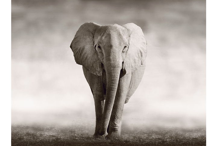 Фотообои «Красивый слон в бежевых тонах»