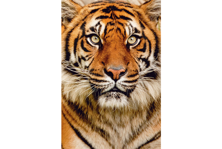 Фотообои «Портрет тигра»
