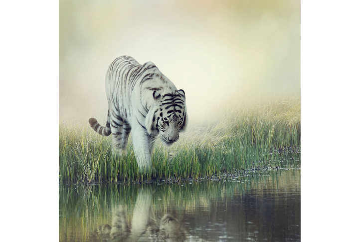 Фотообои «Тигр у воды»