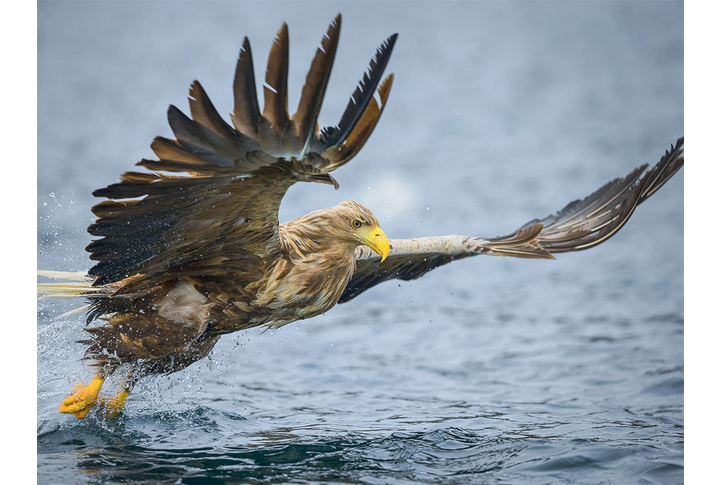Фотообои «Орел над морем»